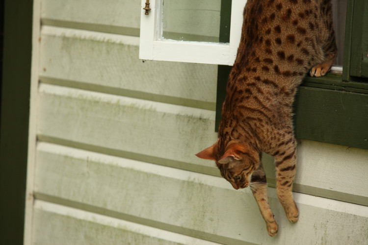 窓から出ていく猫
