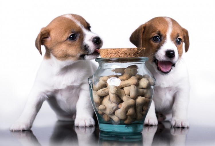 【獣医師執筆】子犬の餌はどれくらいの量が目安？ 食事の回数・与え方まとめ｜みんなのペットライフ