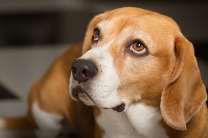 寂しさだけではない犬の 分離不安 その原因と対策のポイント みんなのペットライフ