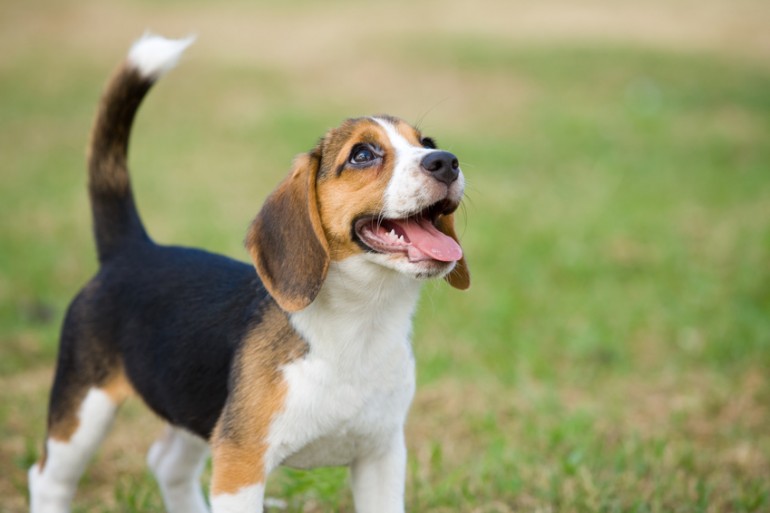 やんちゃでフレンドリーなビーグル 初めてビーグルを飼うときのポイント みんなのペットライフ