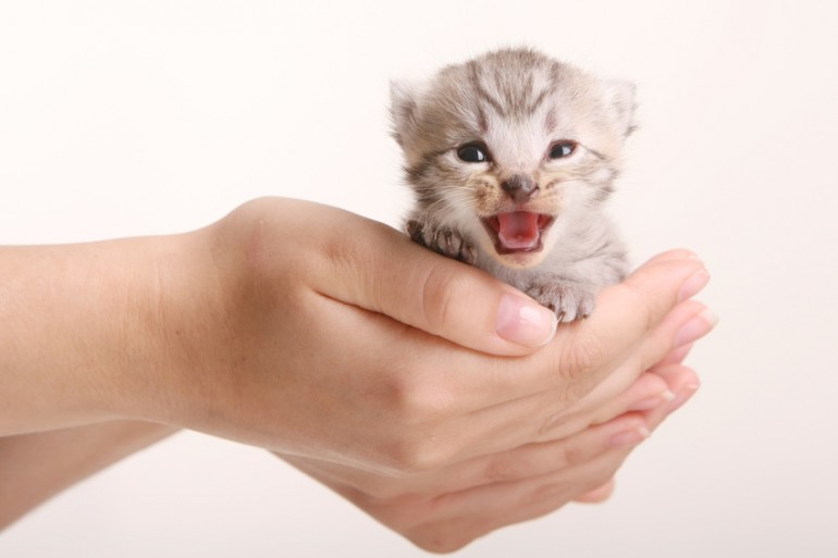 飼い主を悩ませる猫の夜鳴き その原因と対処法は みんなのペットライフ