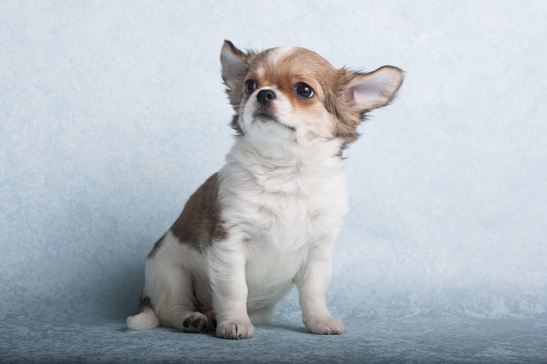 十 犬 十色 チワワの毛色の種類 いったい何色あるの みんなのペットライフ