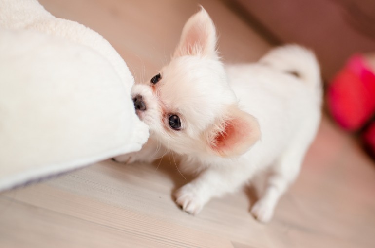 十 犬 十色 チワワの毛色の種類 いったい何色あるの みんなのペットライフ