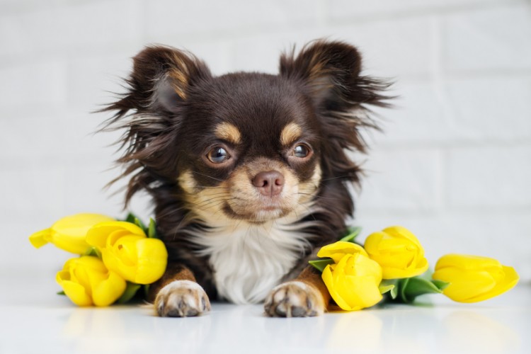 十 犬 十色 チワワの毛色の種類 いったい何色あるの みんなのペットライフ