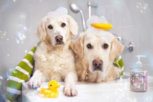 愛犬をさっぱり きれいに 犬のお風呂の入れ方とポイント みんなのペットライフ