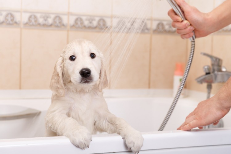 愛犬をさっぱり きれいに 犬のお風呂の入れ方とポイント みんなのペットライフ