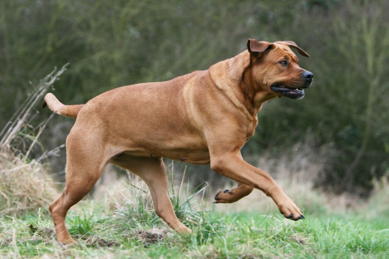 土佐犬 土佐闘犬 ヨーロッパで人気の 土佐犬 はどんな犬種 みんなのペットライフ