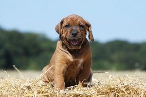 土佐犬 土佐闘犬 ヨーロッパで人気の 土佐犬 はどんな犬種 みんなのペットライフ
