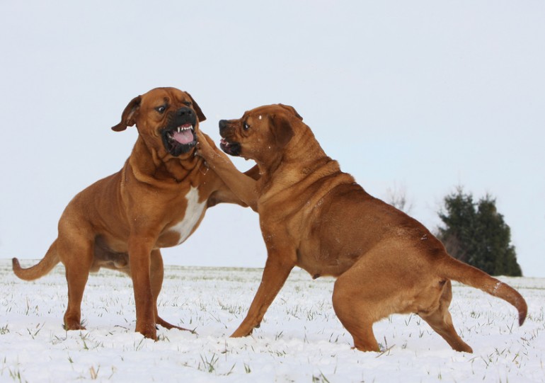 土佐犬 土佐闘犬 ヨーロッパで人気の 土佐犬 はどんな犬種 みんなのペットライフ