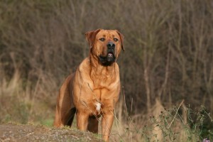 土佐犬 土佐闘犬 ヨーロッパで人気の 土佐犬 はどんな犬種 みんなのペットライフ