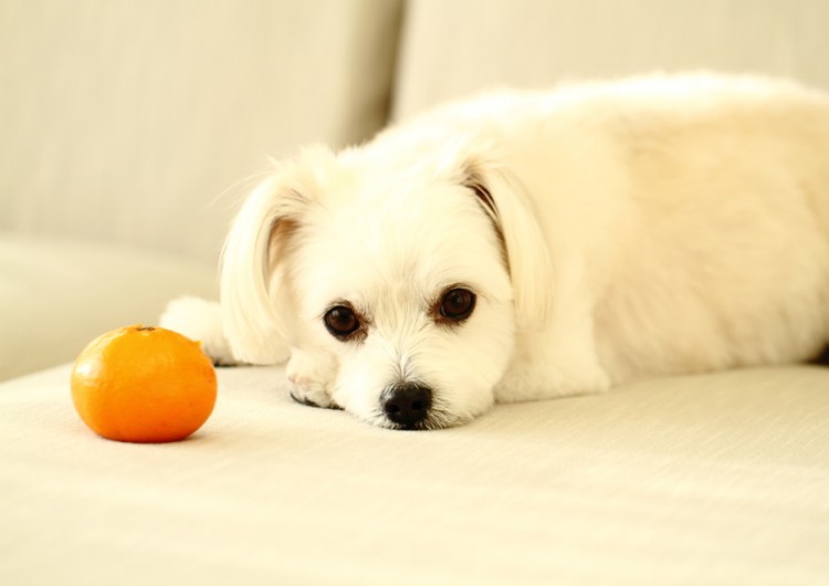 みかんの横に寝そべる犬