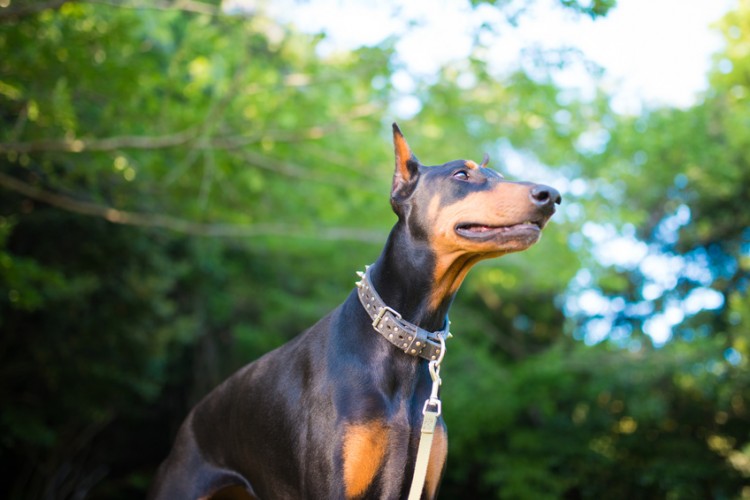 犬のサラブレッド ドーベルマン その歴史と特徴 飼い方のポイントとは みんなのペットライフ