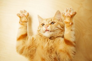 猫が喧嘩する理由は 猫の喧嘩のルールと喧嘩をやめさせる方法 みんなのペットライフ