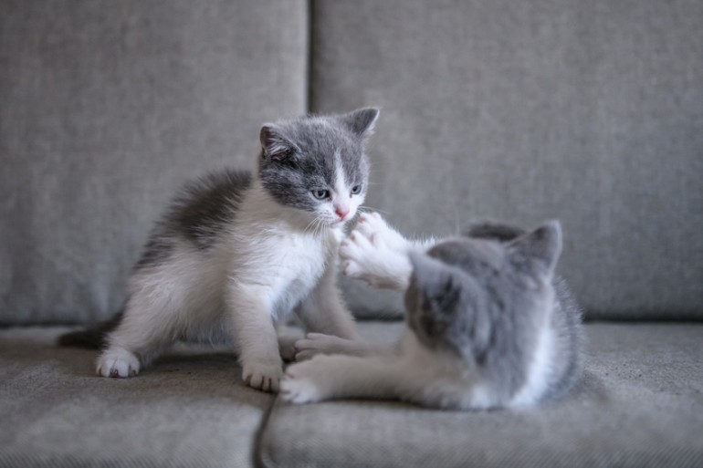 猫が喧嘩する理由は 猫の喧嘩のルールと喧嘩をやめさせる方法 みんなのペットライフ