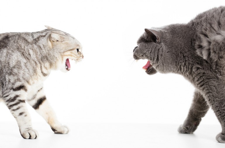 猫が喧嘩する理由は 猫の喧嘩のルールと喧嘩をやめさせる方法 みんなのペットライフ