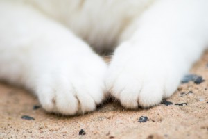 猫が甘えるときにみせる7つの仕草 噛むのも甘えの行動ってホント みんなのペットライフ 猫が甘えるときにみせる7つの仕草 噛むのも甘えの行動ってホント みんなのペットライフ