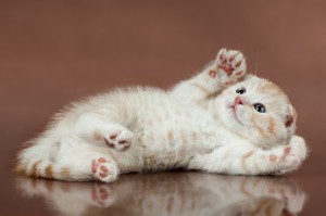 猫が甘えるときにみせる7つの仕草 噛むのも甘えの行動ってホント みんなのペットライフ