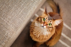 猫の鳴き声にはどんな意味がある 鳴き声からわかる猫の気持ち みんなのペットライフ 猫の鳴き声にはどんな意味がある 鳴き声からわかる猫の気持ち みんなのペットライフ