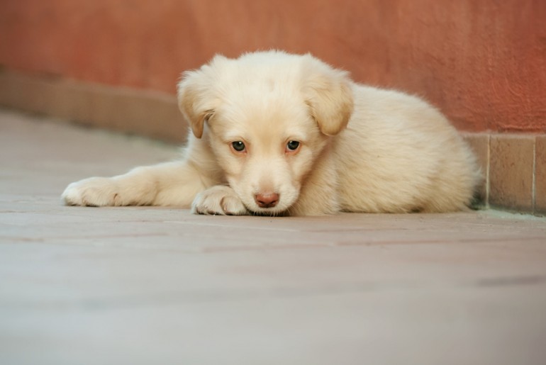 犬が足や手をなめる理由とは なめる行動から読みとれる気持ちを解説 みんなのペットライフ