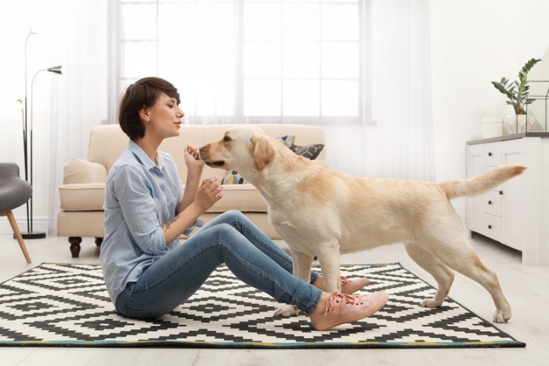 しつけ中の犬