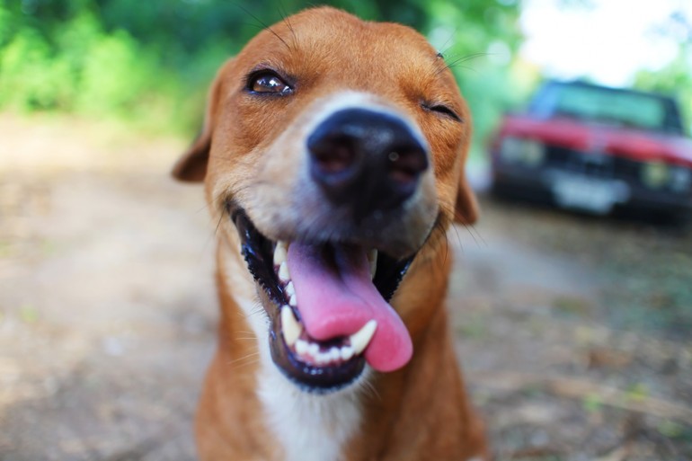 舌を出す犬