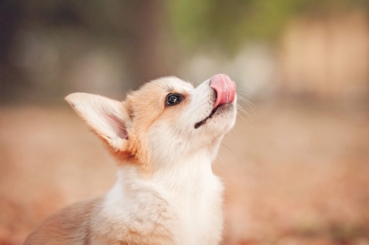 犬が舐めている様子