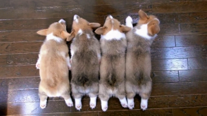 絶景52秒っ コーギーの赤ちゃんたち 一列にそろってお昼寝タイム中 W みんなのペットライフ