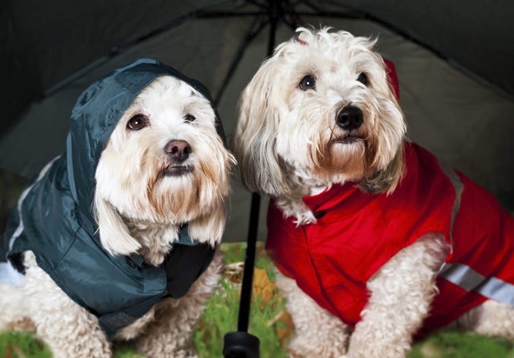 雨の日のお散歩にレインコートは必要 犬のレインコートの選び方 みんなのペットライフ