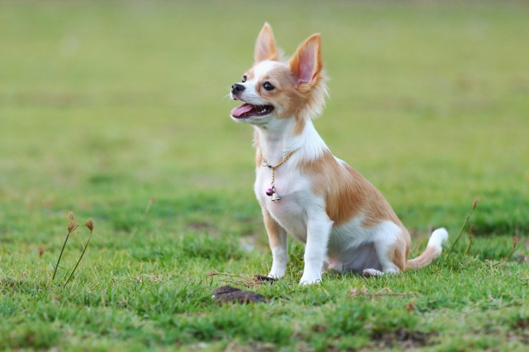 犬も毛づくろいするの 毛づくろいの理由と覚えておきたいポイント みんなのペットライフ