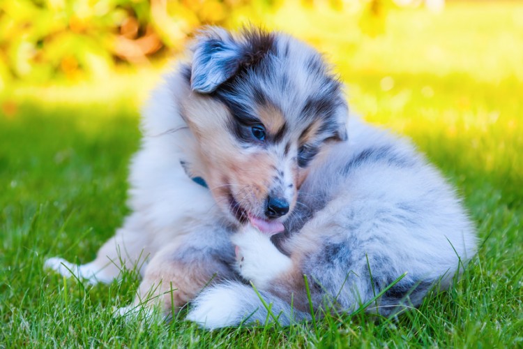 犬も毛づくろいするの 毛づくろいの理由と覚えておきたいポイント みんなのペットライフ