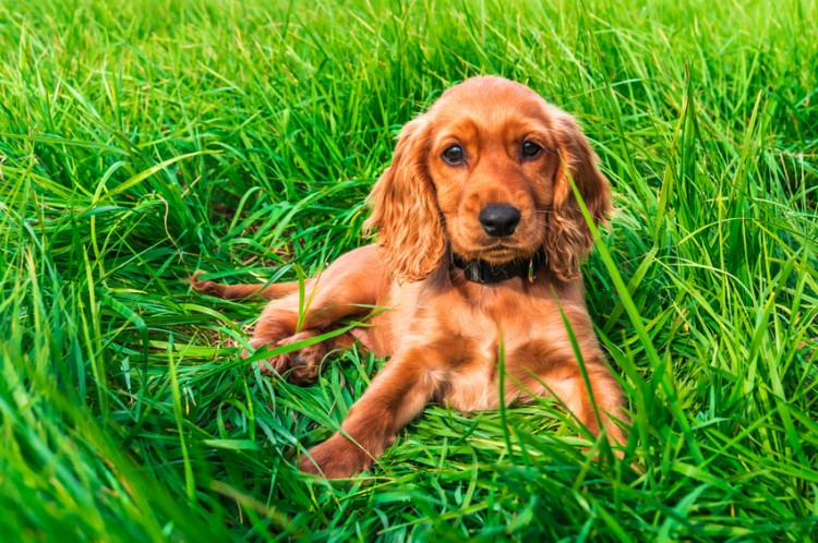 艶めく毛並みが美しい イングリッシュコッカースパニエルってどんな犬 みんなのペットライフ