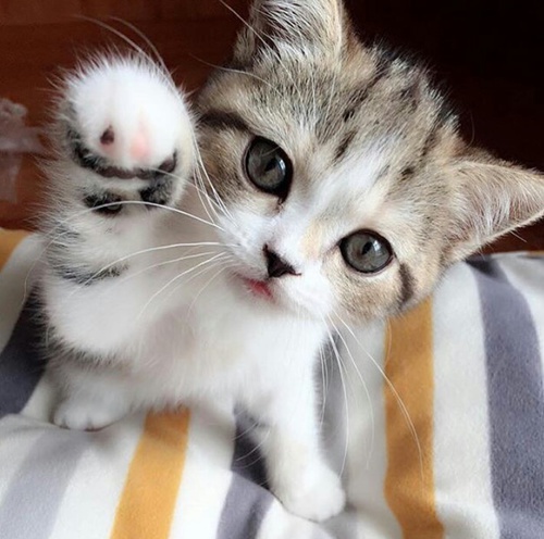 にゃんぱーんち!o(・ロ・)○☆☆