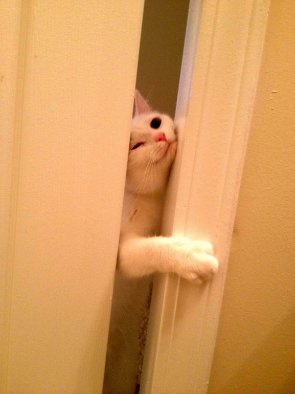 あけてくれにゃーっ!!