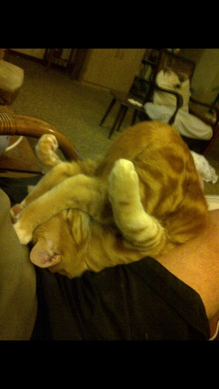 にゃんぐりがえし☆