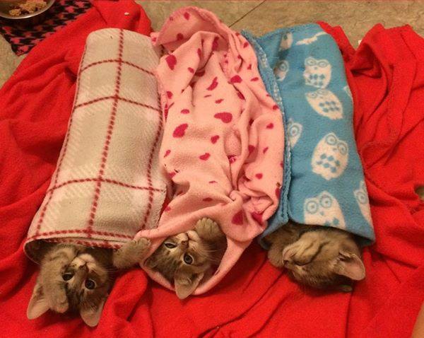 にゃんこ保育園、お昼寝タイム( ˘ω˘)