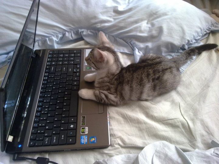 ふふふ…特上ネコ缶、注文しちゃうにゃっ♡