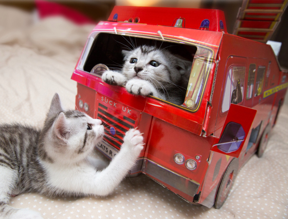 (ノД`)・゜・。タスケテー にゃんこ消防隊、出動!!