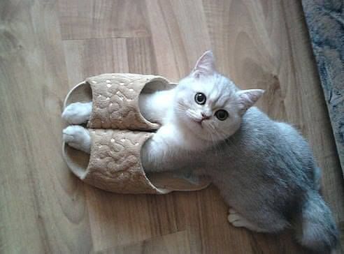 絶対おでかけ反対にゃーん!