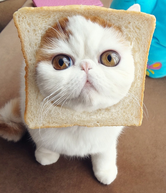 しょくぱんにゃん