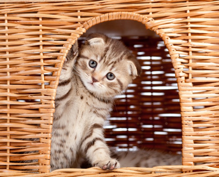 初日はどうする スコティッシュフォールドの子猫の飼い方 みんなのペットライフ