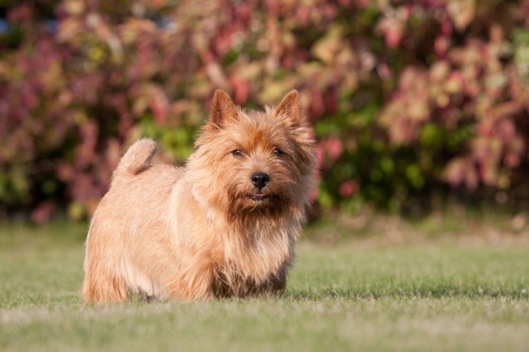 海外では人気犬 ノーリッチテリア って知ってる その特徴と飼い方は みんなのペットライフ