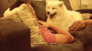 だっこして 飼い主さん大好き とっても甘えん坊なサモエドのワンちゃん みんなのペットライフ