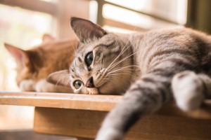 猫も夏バテになるってホント 猫の夏バテの症状と対処法について みんなのペットライフ