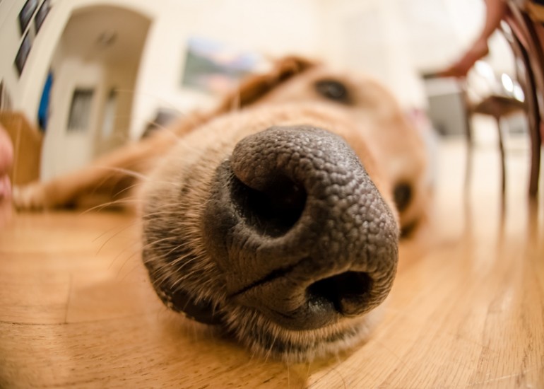 愛犬の臭いが気になる 犬の臭いの原因と対処法まとめ みんなのペットライフ