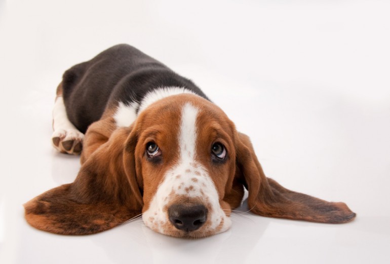 愛犬の臭いが気になる 犬の臭いの原因と対処法まとめ みんなのペットライフ