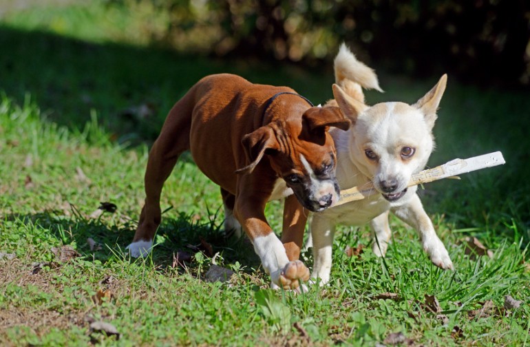 犬が唸る理由は威嚇だけじゃない 犬が唸るときの気持ち しつけ方法 みんなのペットライフ