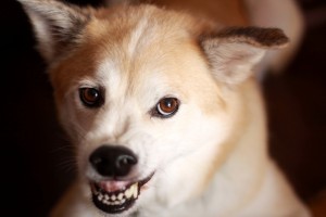 犬が唸る理由は威嚇だけじゃない 犬が唸るときの気持ち しつけ方法 みんなのペットライフ