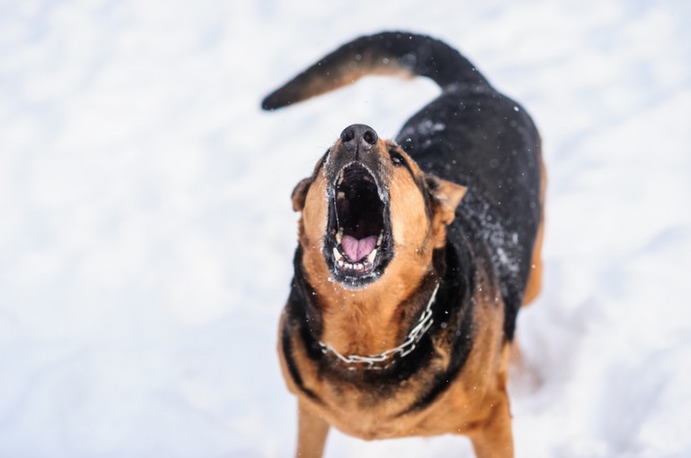 犬が唸る理由は威嚇だけじゃない 犬が唸るときの気持ち しつけ方法 みんなのペットライフ