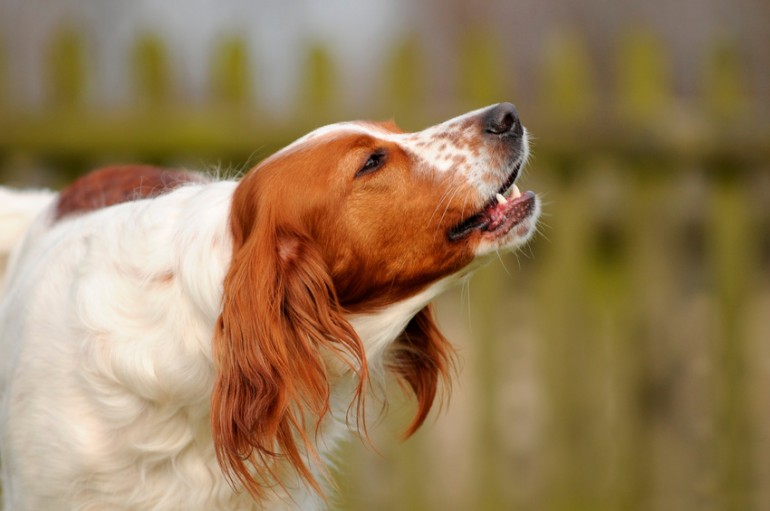 犬が唸る理由は威嚇だけじゃない 犬が唸るときの気持ち しつけ方法 みんなのペットライフ