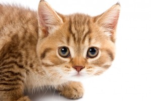 猫がなつかない5つの理由 猫と仲よくなるためのコツもご紹介 みんなのペットライフ